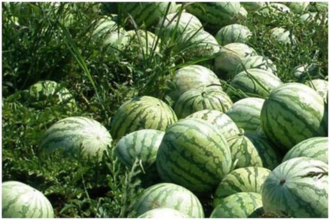 watermelon production per acre.